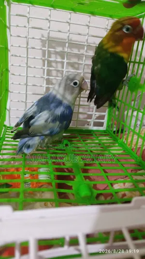 Mahabub Aviary