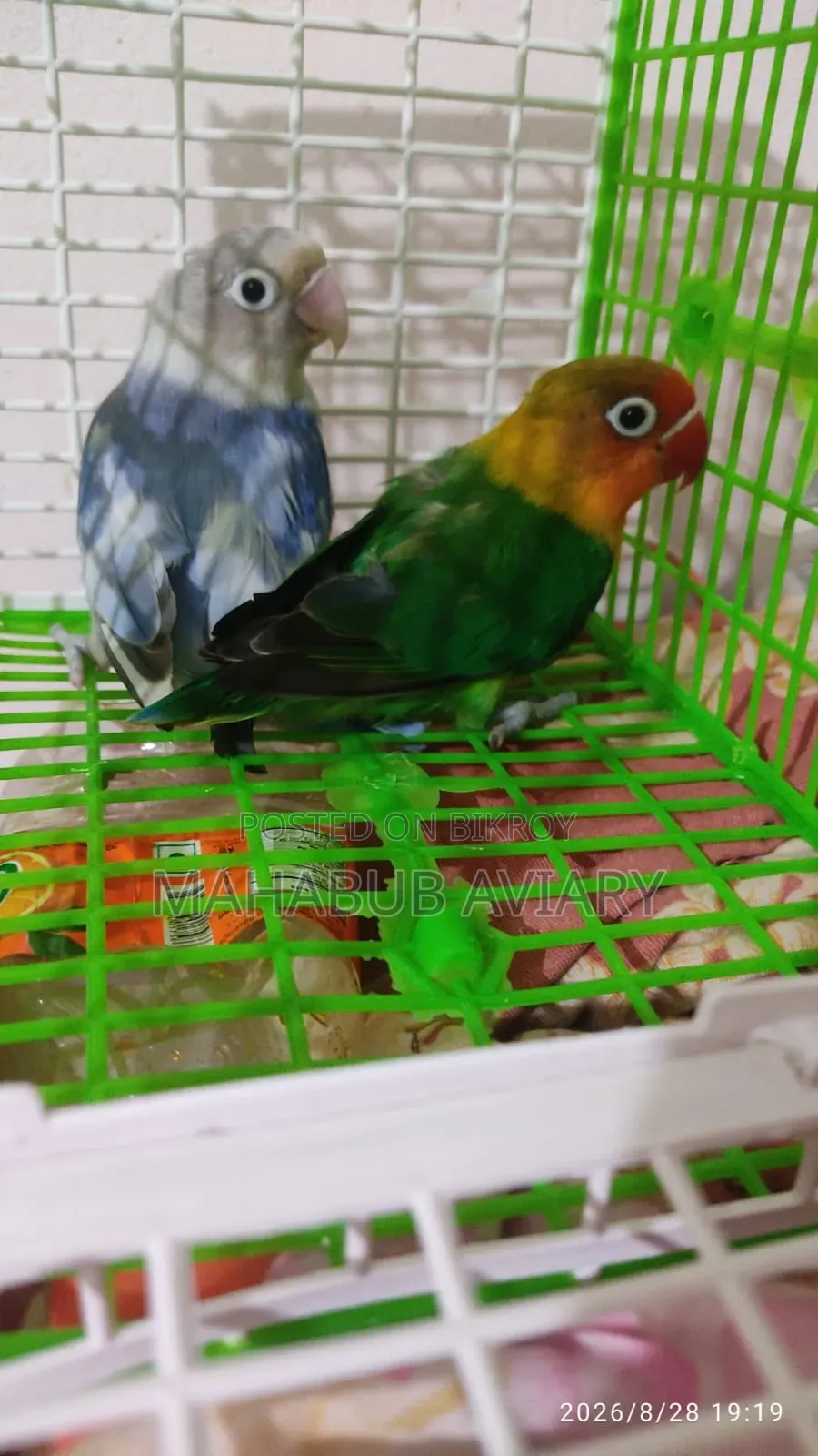 Mahabub Aviary