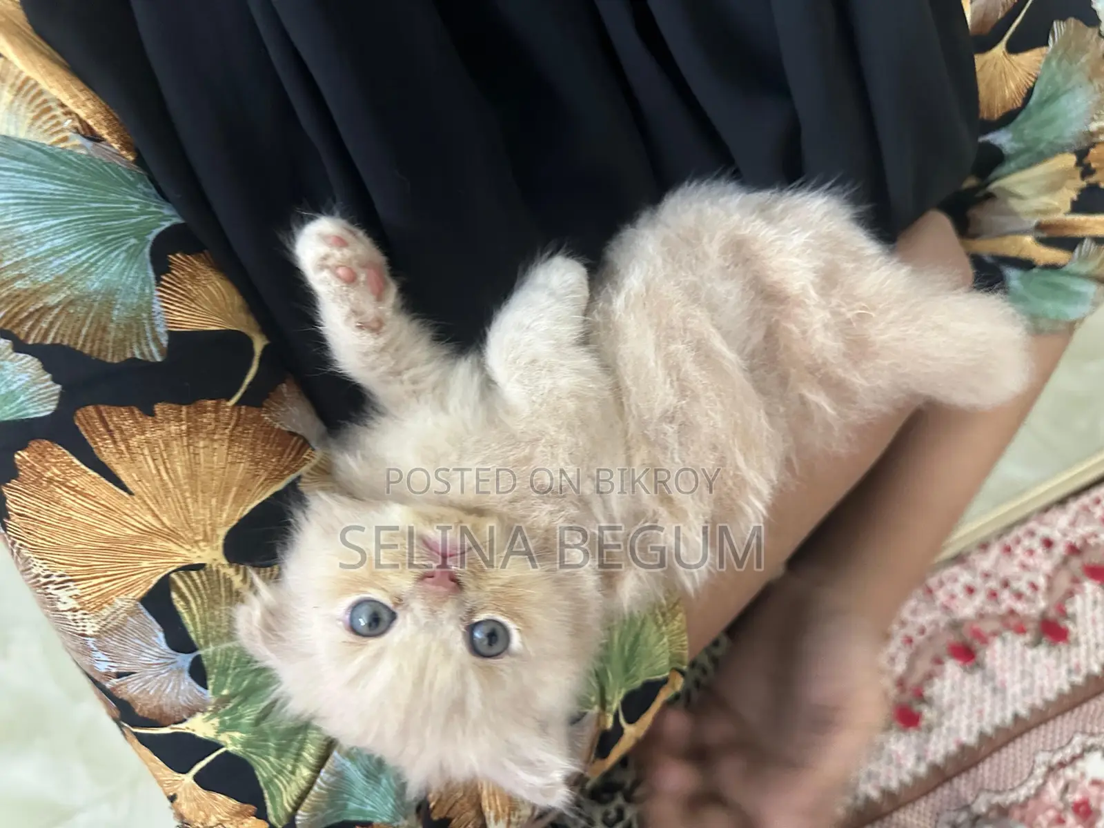 1-3 months Male Purebred Persian