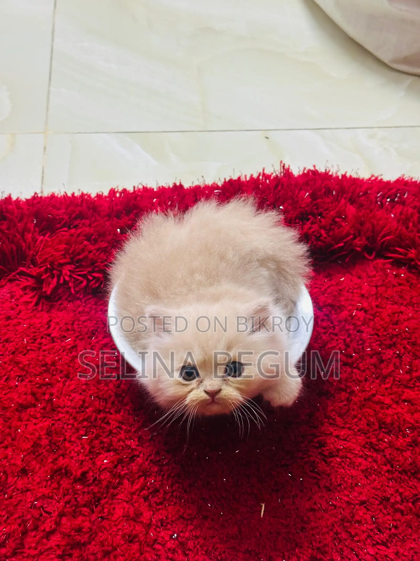 1-3 months Male Purebred Persian