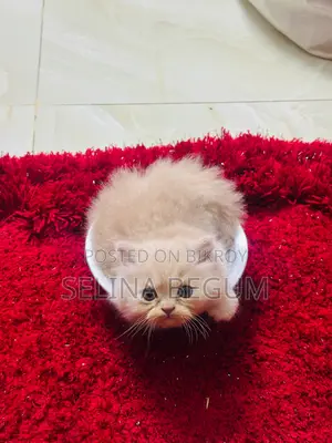 1-3 months Male Purebred Persian