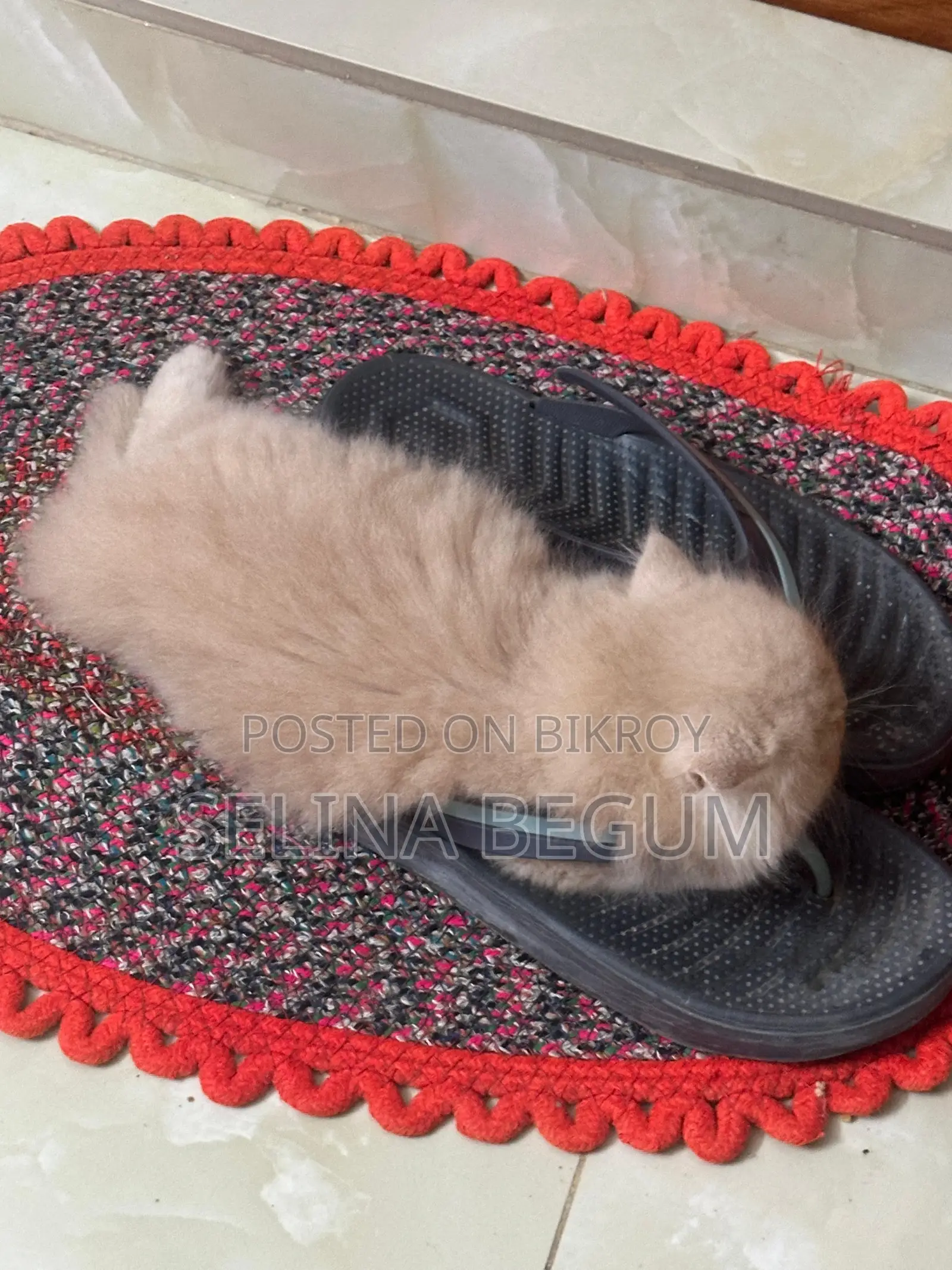 1-3 months Male Purebred Persian