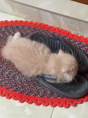 1-3 months Male Purebred Persian