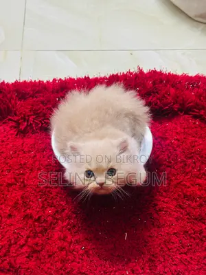 1-3 months Male Purebred Persian