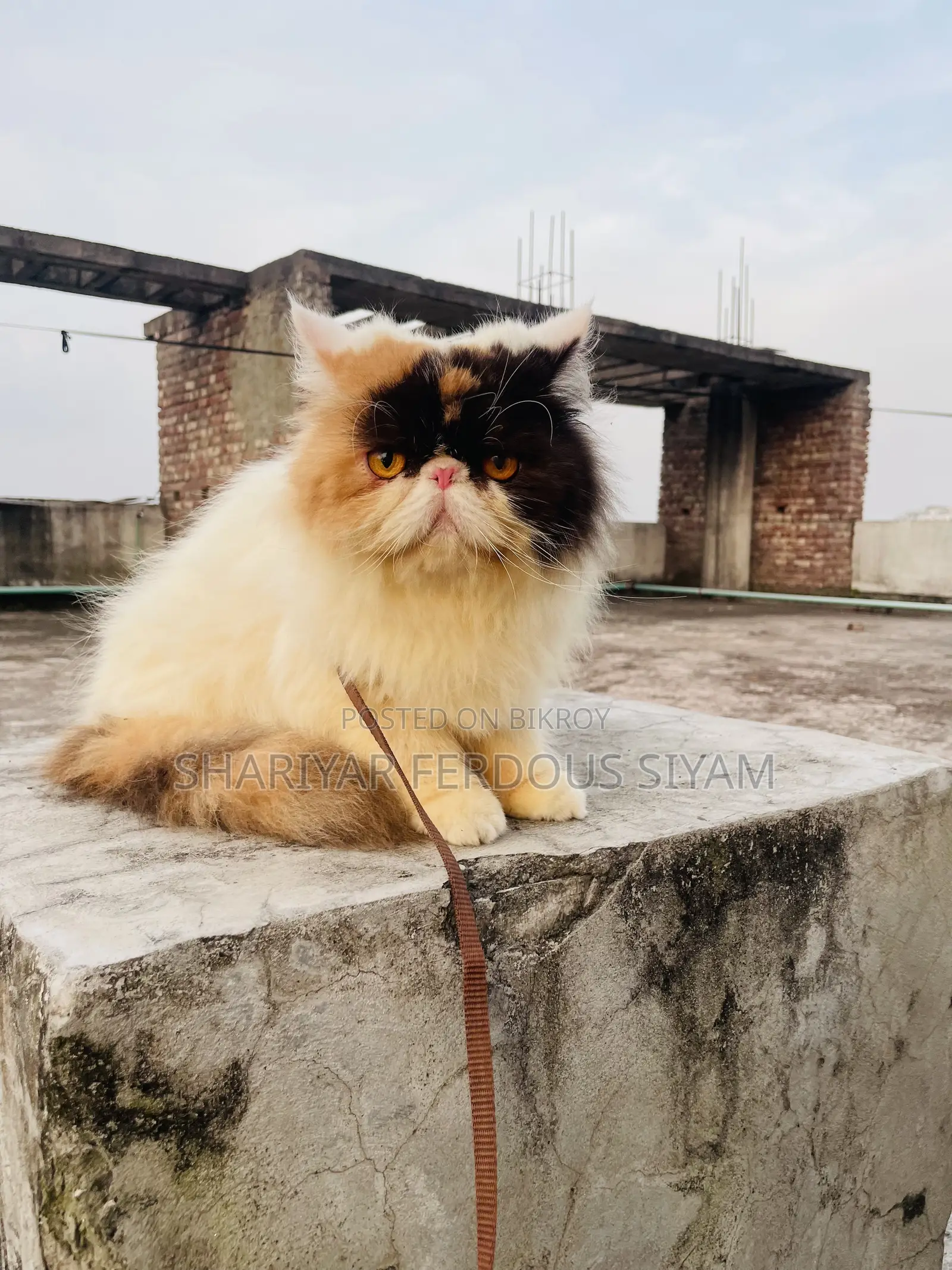 1+ year Female Purebred Exotic