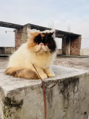 1+ year Female Purebred Exotic