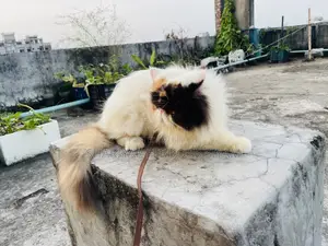 1+ year Female Purebred Exotic