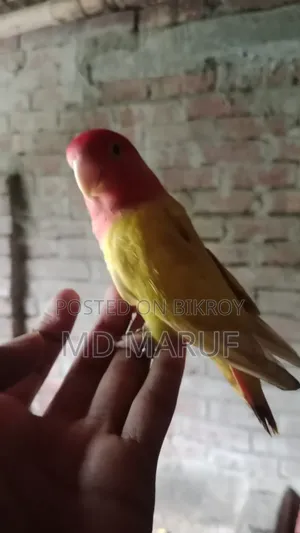 Full Tame Love Bird