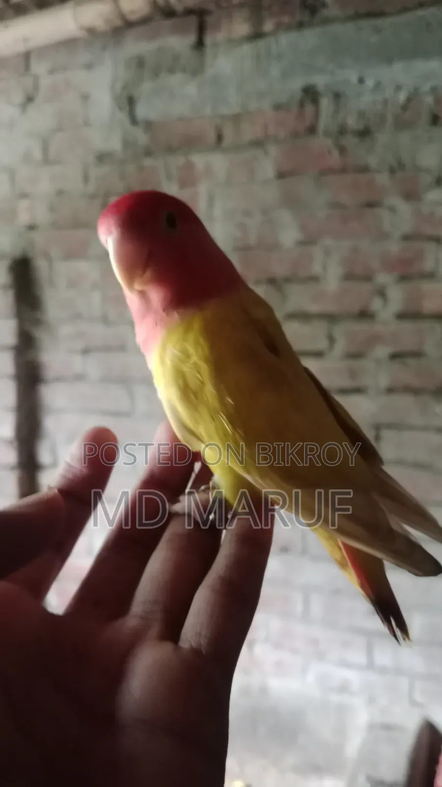 Full Tame Love Bird