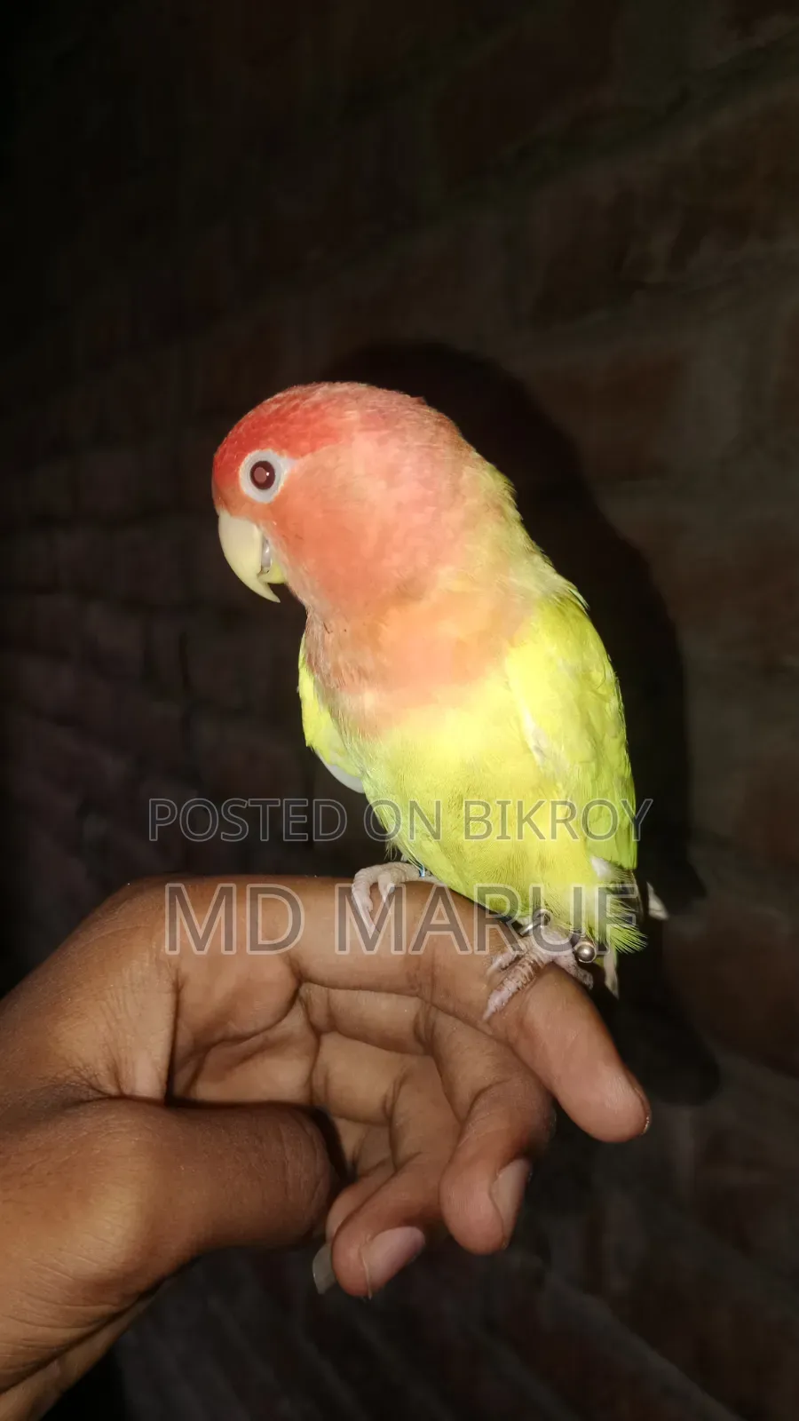 Full Tame Love Bird