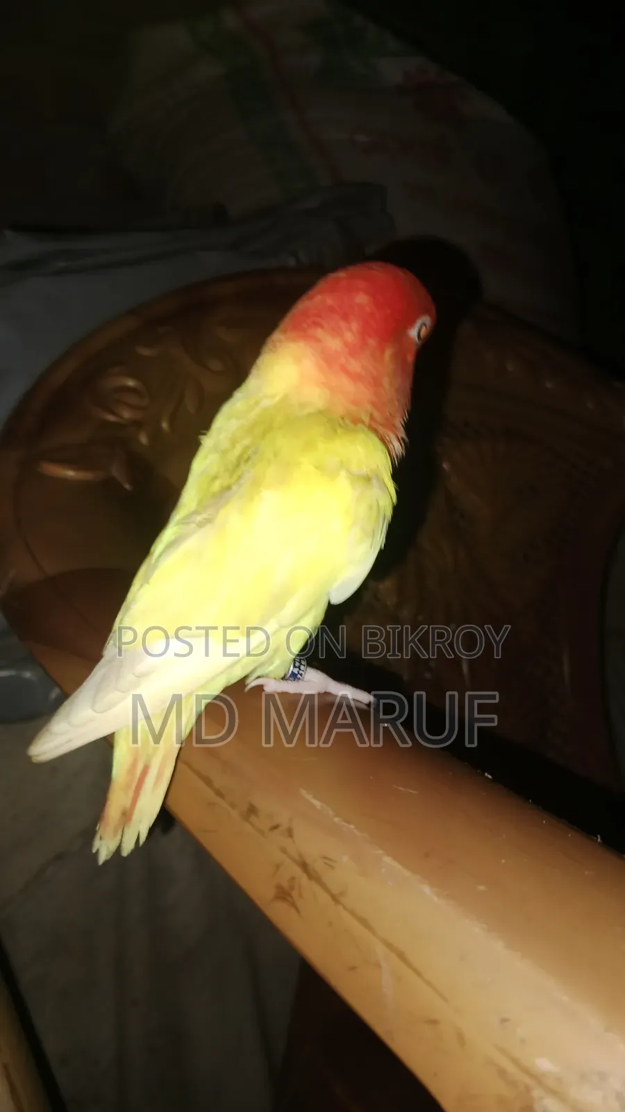 Full Tame Love Bird