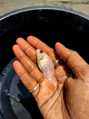 Ob Peacock Chichlid