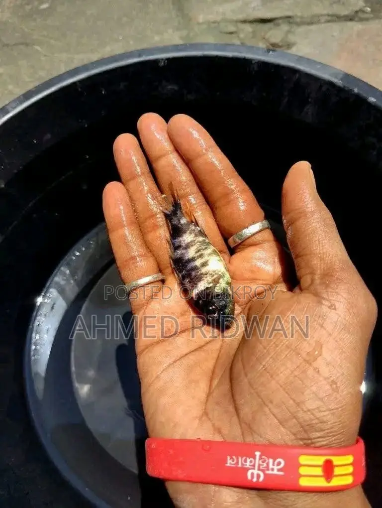 Ob Peacock Chichlid