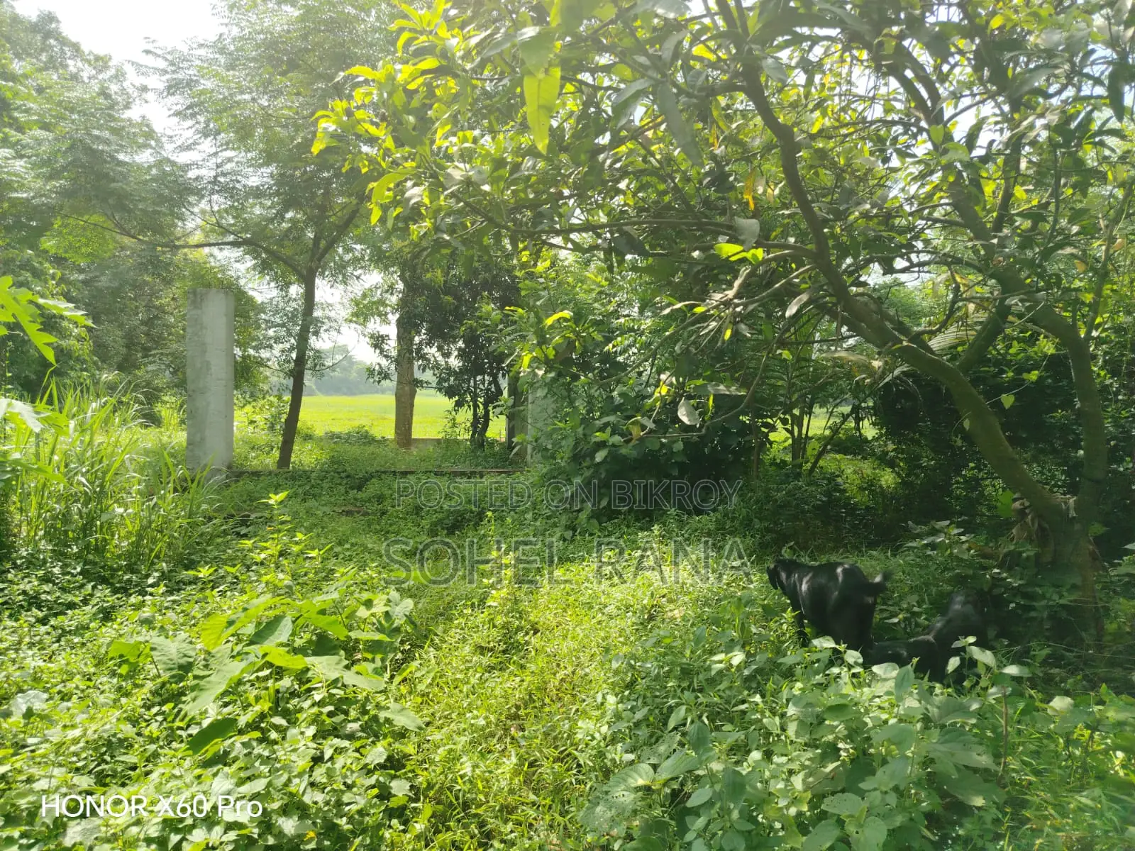 জমি বিক্রয় - ৪.৩৮ ডেসিমাল - জামসিং, সাভার