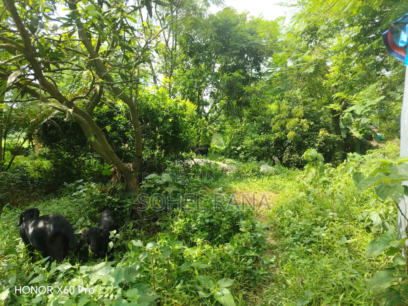 জমি বিক্রয় - ৪.৩৮ ডেসিমাল - জামসিং, সাভার