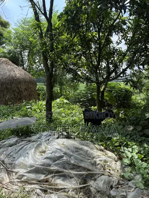 জমি বিক্রয় - ৪.৩৮ ডেসিমাল - জামসিং, সাভার