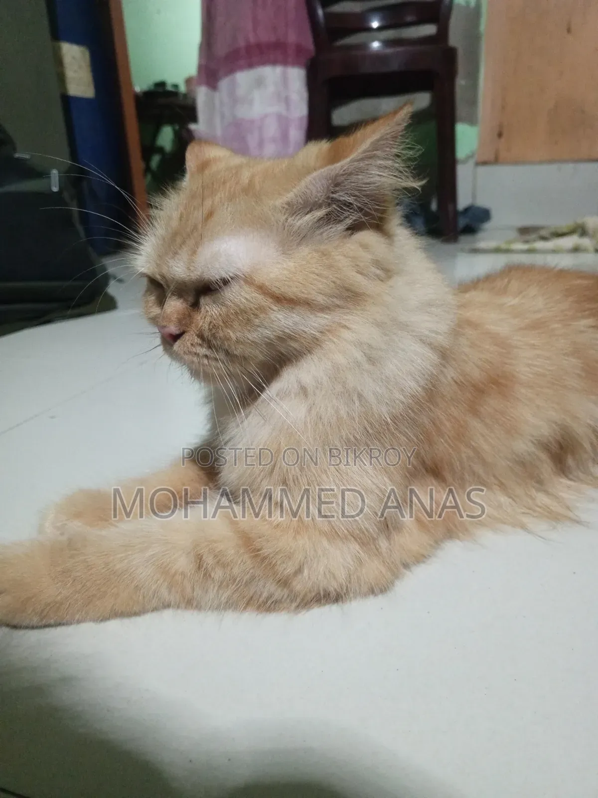 3-6 months Female Purebred Persian
