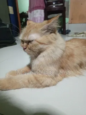 3-6 months Female Purebred Persian
