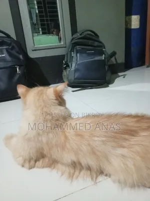 3-6 months Female Purebred Persian