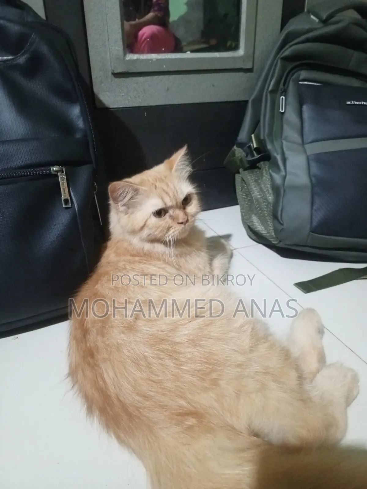3-6 months Female Purebred Persian