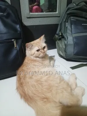 3-6 months Female Purebred Persian