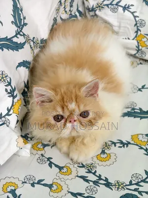 1-3 months Female Purebred Exotic