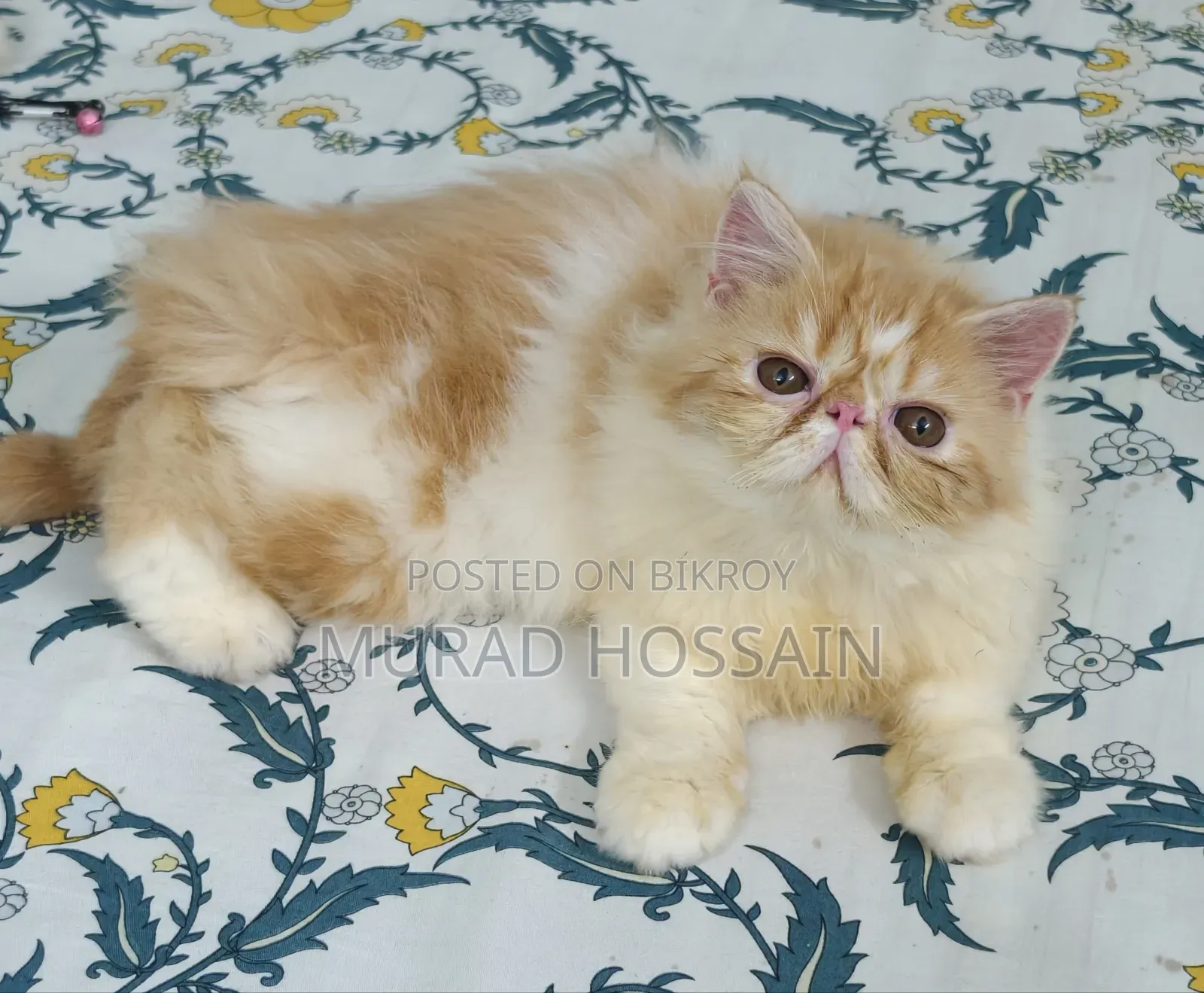 1-3 months Female Purebred Exotic