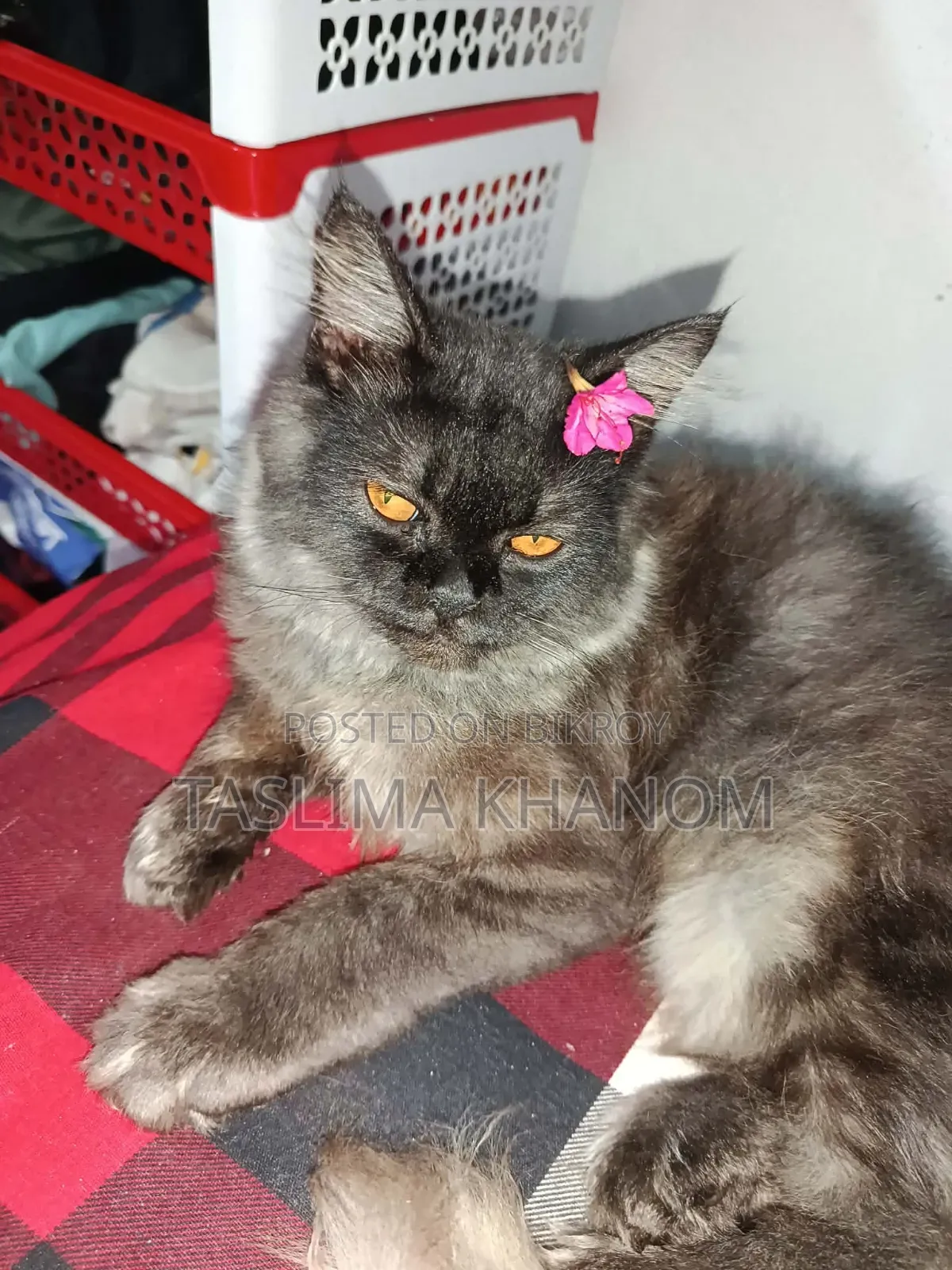 6-12 months Male Purebred Persian