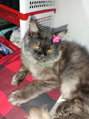 6-12 months Male Purebred Persian