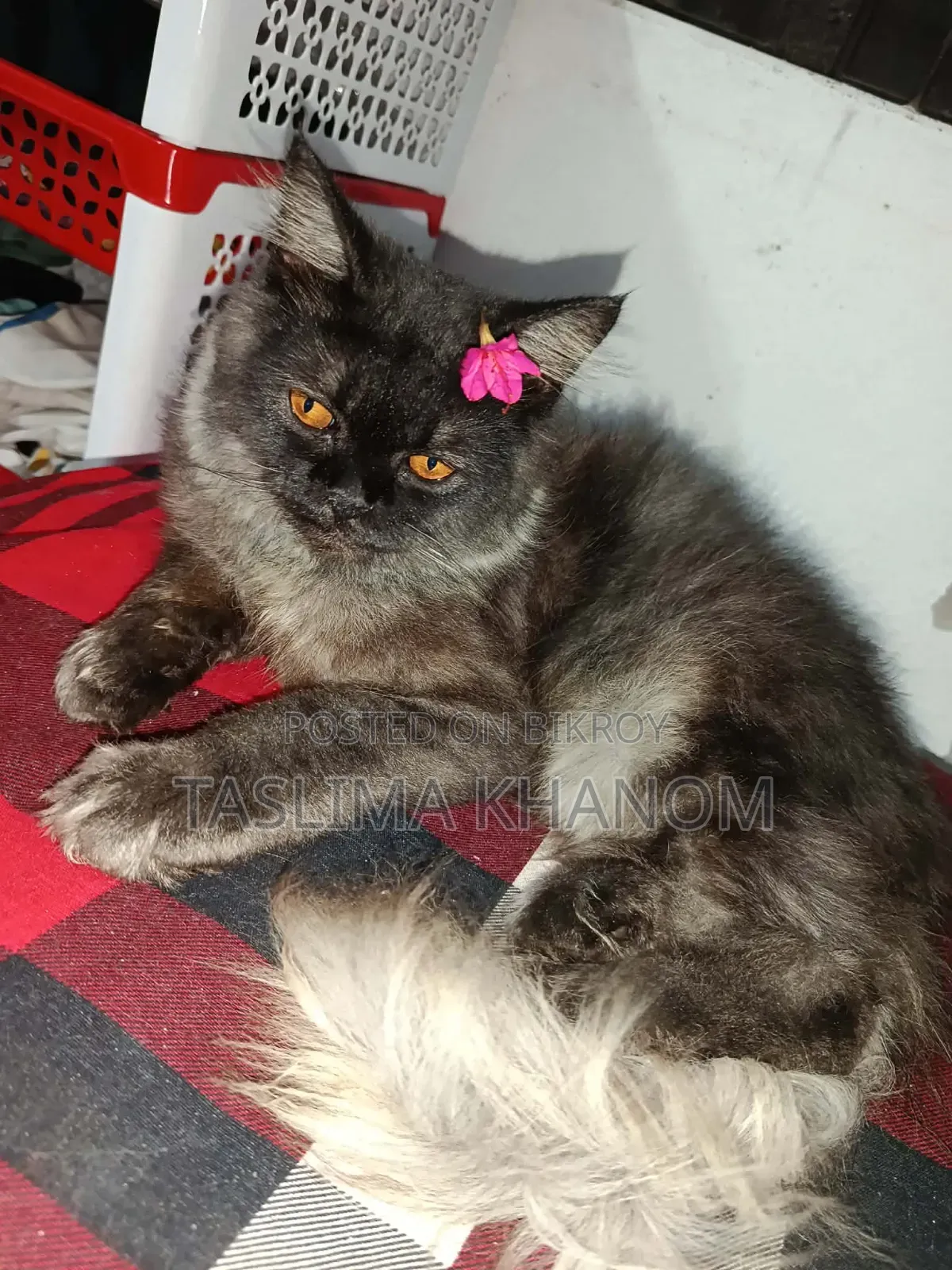 6-12 months Male Purebred Persian