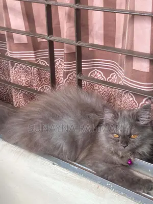 3-6 months Female Purebred Persian