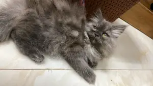 3-6 months Female Purebred Persian