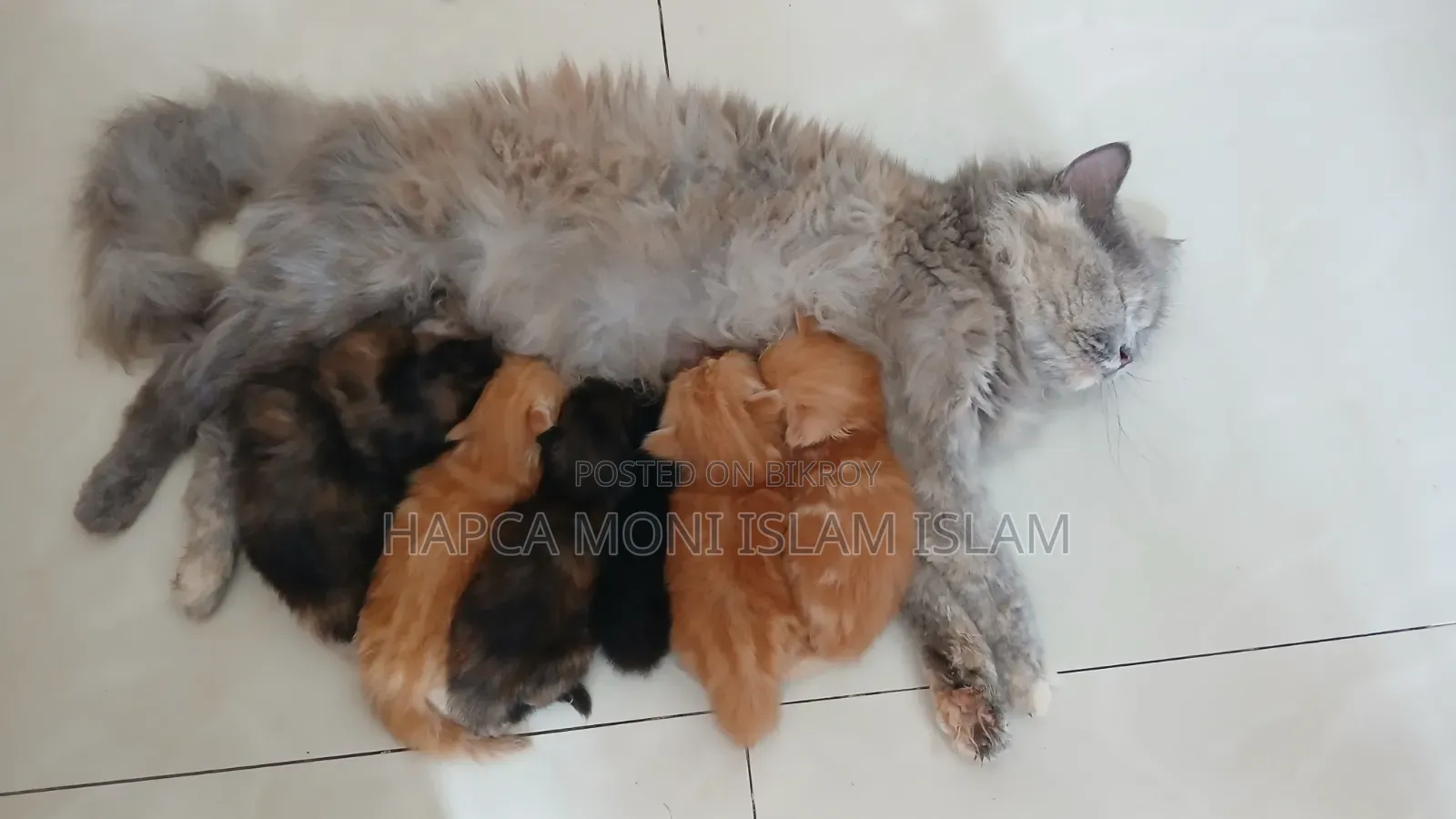 1+ year Female Purebred Persian