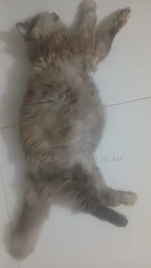 1+ year Female Purebred Persian