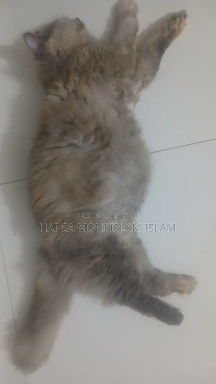 1+ year Female Purebred Persian