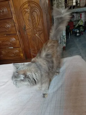 1+ year Female Purebred Persian