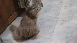 1+ year Female Purebred Persian
