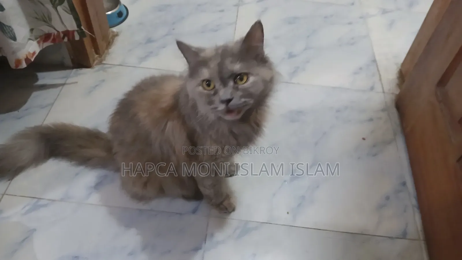 1+ year Female Purebred Persian