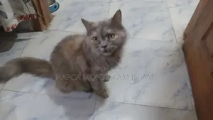 1+ year Female Purebred Persian
