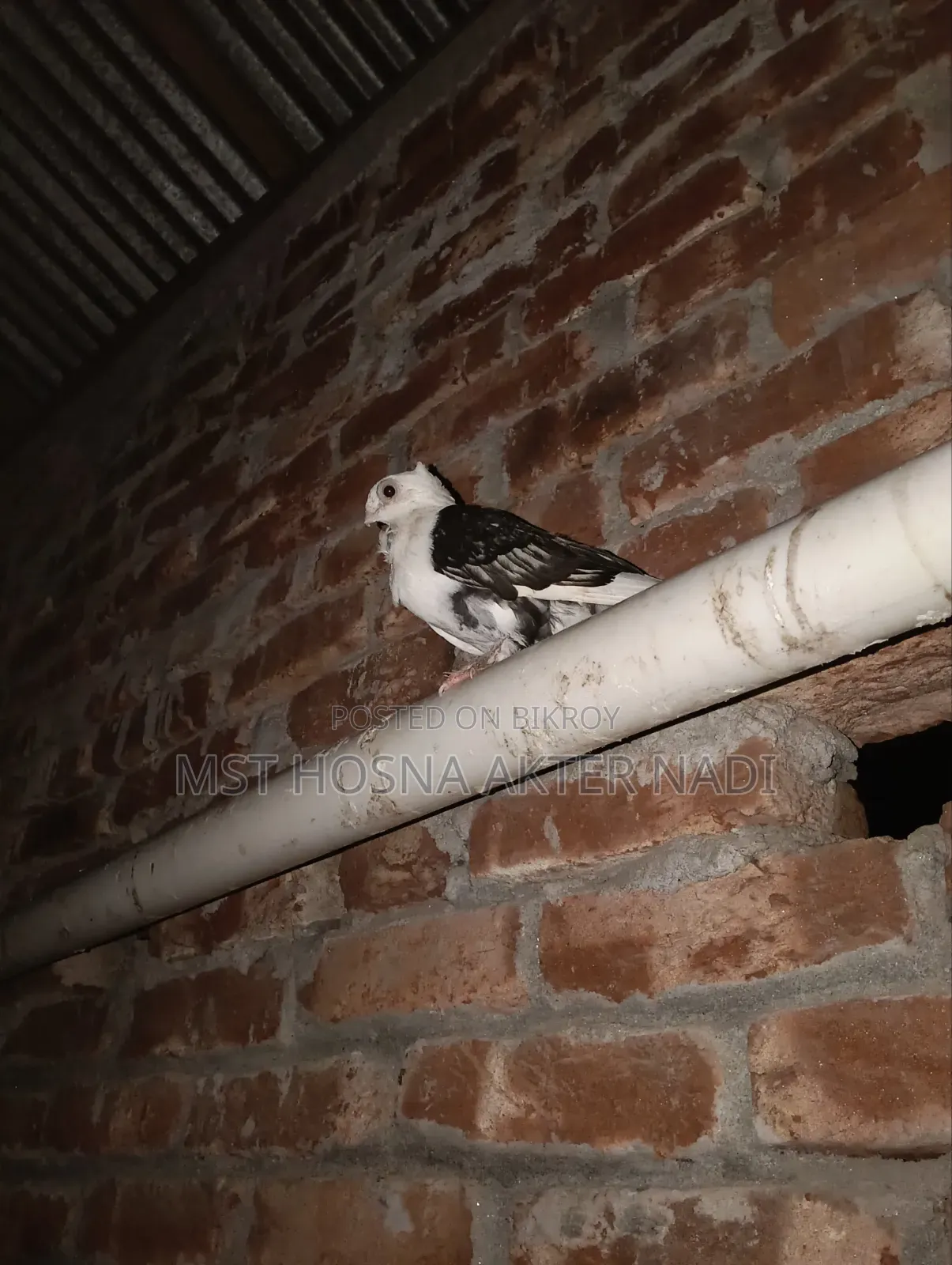 এক পিস মাদি সাটিন কবুতর বিক্রি হবে