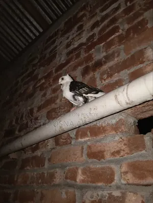 এক পিস মাদি সাটিন কবুতর বিক্রি হবে
