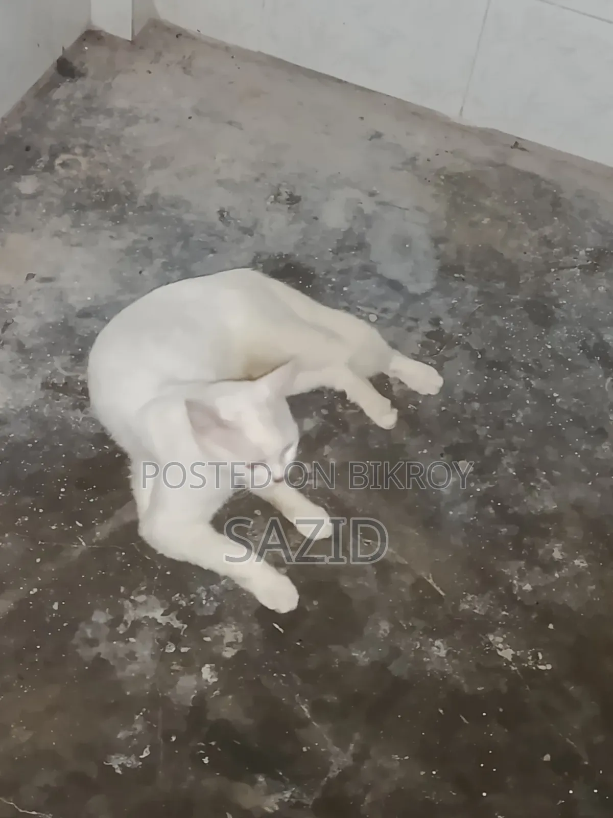 ৬-১২ মাসের মাদি সংকর জাতের বিড়াল