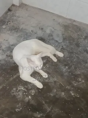 ৬-১২ মাসের মাদি সংকর জাতের বিড়াল