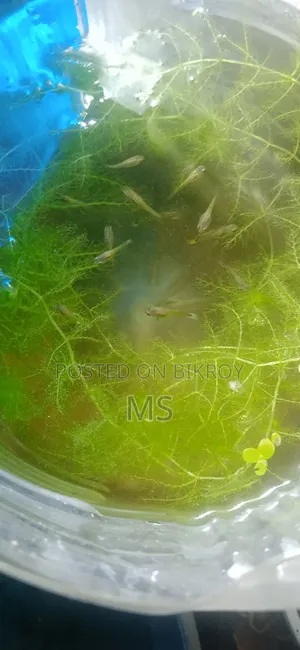 High Quality Mix Guppy