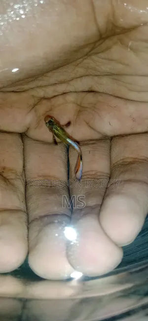 High Quality Mix Guppy