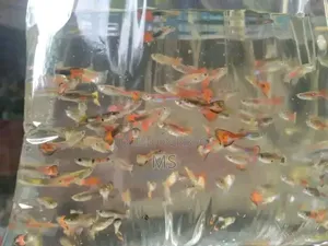 High Quality Mix Guppy