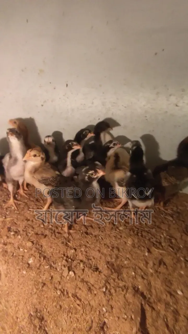 আসিল মুরগির বাচ্চা সেল হবে