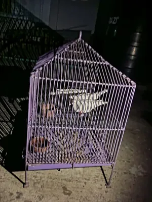 খাঁচা সহ ঘুঘু পাখি বিক্রয়
