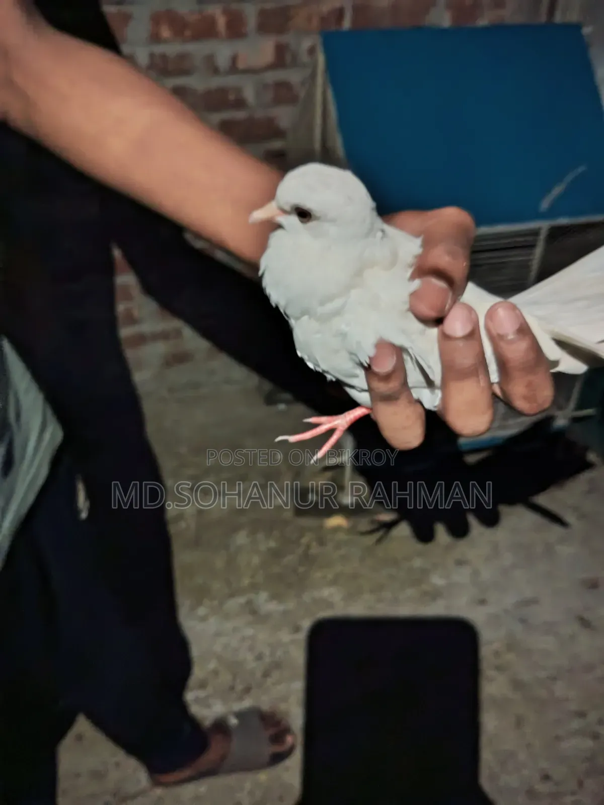 খাঁচা সহ ঘুঘু পাখি বিক্রয়