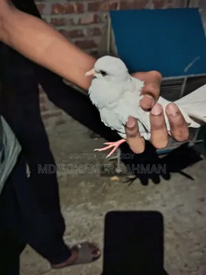 খাঁচা সহ ঘুঘু পাখি বিক্রয়